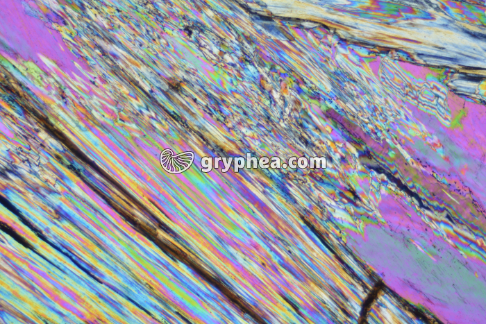 Gypse LPA x10 - gryphea.com